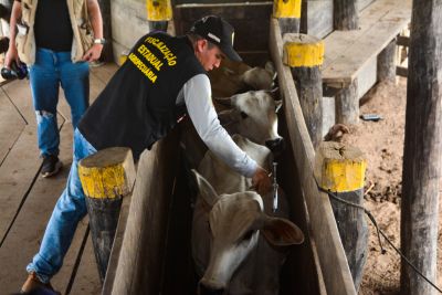 notícia: Adepará lança última campanha de vacinação contra a Febre Aftosa em Faro e Terra Santa