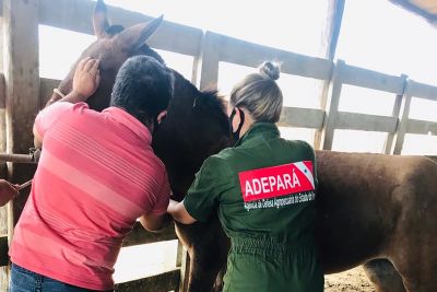 notícia: Adepará promove aulas teóricas e práticas sobre o Programa de Sanidade Equídea