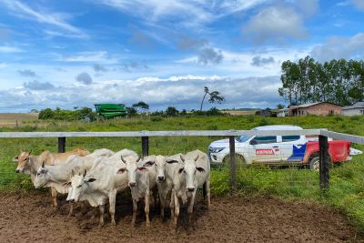 notícia: Pará inicia ações para a conquista de certificação de Zona Livre de Febre Aftosa sem Vacinação