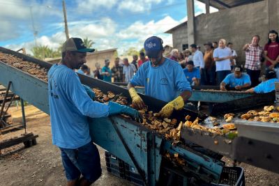 notícia: Sedap realiza 'Dia de Campo' com produtores de cacau em São Geraldo do Araguaia