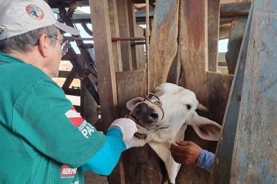 notícia: Pará conquista reconhecimento nacional de Zona Livre de Febre Aftosa sem vacinação