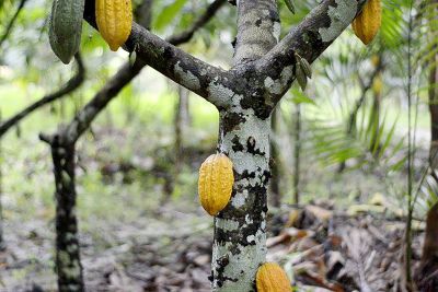 notícia: Potencial da fruticultura do Pará é tema de painel em evento internacional, em São Paulo