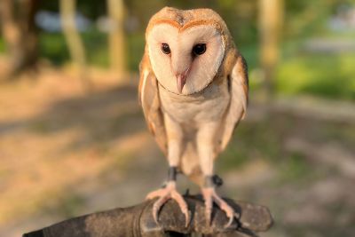 notícia: Mangal tem trabalho de Falcoaria com aves rapinantes sem condições de retorno à natureza