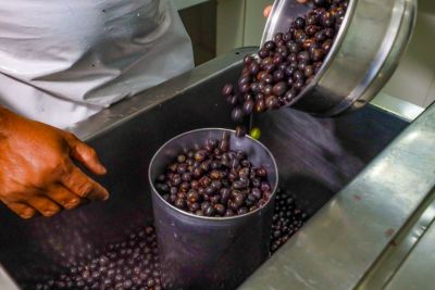 notícia: Adepará aprova regulamento e cria padrão de qualidade do grão de açaí torrado e moído