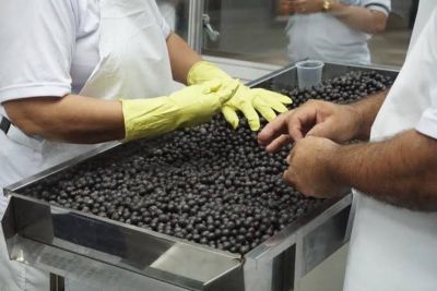 notícia: Instituições buscam boas práticas na manipulação do açaí e incentivam ações de combate à Doença de Chagas