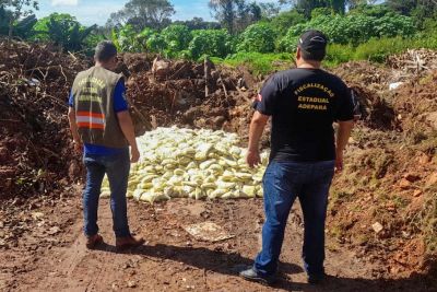 notícia: Adepará apreende mais de uma tonelada de polpa de cupuaçu clandestina