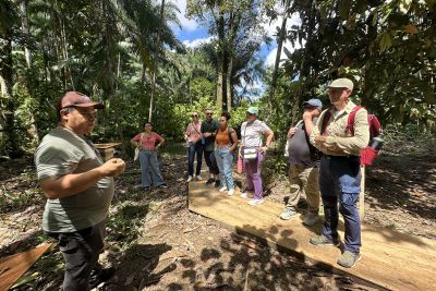 notícia: Pará reforça ações contra desmatamento e amplia incentivos para bioeconomia