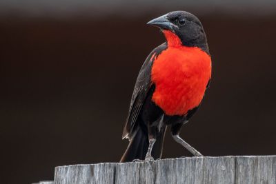 notícia: Minicurso de observação de aves atrai mais de 100 participantes na Grande Belém