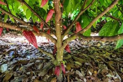 notícia: Decreto do Governo do Estado protege território paraense da entrada de praga devastadora do cacau e cupuaçu