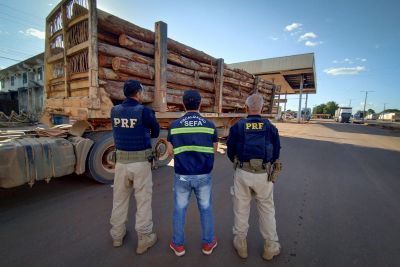 notícia: Sefa apreende 22 metros cúbicos de toras de eucalipto e material odontológico