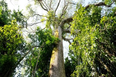 notícia: Novo santuário de árvores gigantes na Amazônia é revelado no oeste do Pará