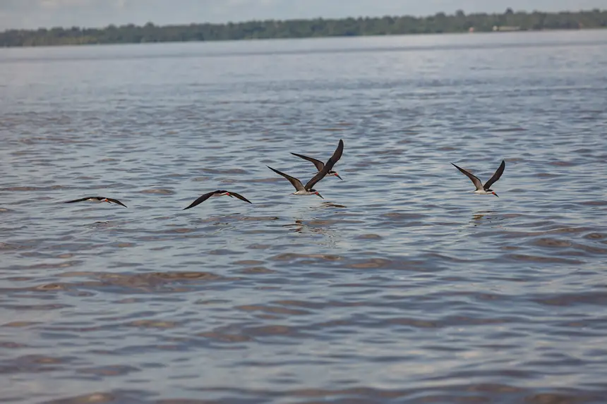 <div class='credito_fotos'>Foto: Pedro Guerreiro / Ag. Pará | <a href='/midias/2025/originais/20250211155219-GF00022967-F00377161.webp' download><i class='fa-solid fa-download'></i> Download</a></div>