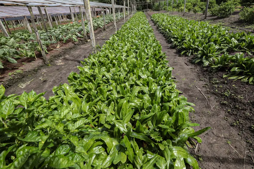 <div class='credito_fotos'>Foto: Alex Ribeiro / Ag. Pará | <a href='/midias/2025/originais/20250221113609-GF00023049-F00379526.webp' download><i class='fa-solid fa-download'></i> Download</a></div>