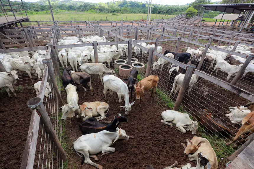 <div class='credito_fotos'>Foto: Bruno Cruz / Agência Pará | <a href='/midias/2025/originais/20250315130723-GF00023223-F00385175.webp' download><i class='fa-solid fa-download'></i> Download</a></div>