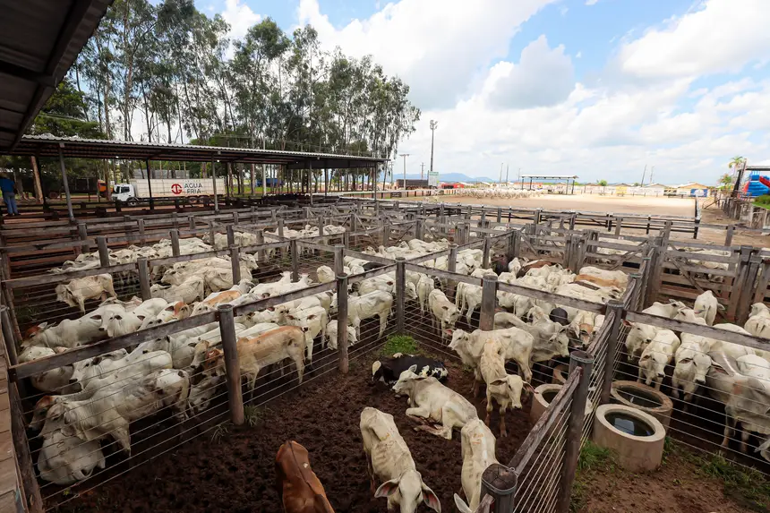 <div class='credito_fotos'>Foto: Bruno Cruz / Agência Pará | <a href='/midias/2025/originais/20250315130724-GF00023223-F00385176.webp' download><i class='fa-solid fa-download'></i> Download</a></div>
