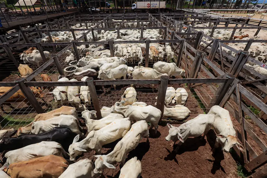 <div class='credito_fotos'>Foto: Bruno Cruz / Agência Pará | <a href='/midias/2025/originais/20250315130726-GF00023223-F00385177.webp' download><i class='fa-solid fa-download'></i> Download</a></div>