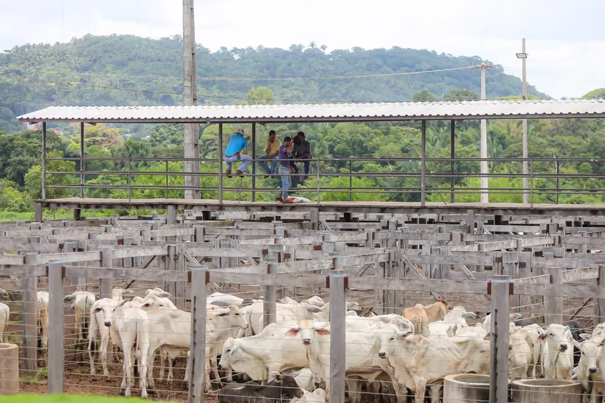 <div class='credito_fotos'>Foto: Bruno Cruz / Agência Pará | <a href='/midias/2025/originais/20250315130748-GF00023223-F00385192.webp' download><i class='fa-solid fa-download'></i> Download</a></div>