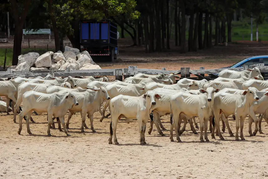 <div class='credito_fotos'>Foto: Bruno Cruz / Agência Pará | <a href='/midias/2025/originais/20250315130751-GF00023223-F00385194.webp' download><i class='fa-solid fa-download'></i> Download</a></div>