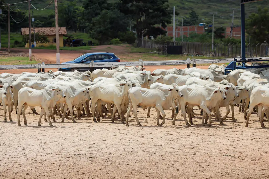 <div class='credito_fotos'>Foto: Bruno Cruz / Agência Pará | <a href='/midias/2025/originais/20250315130752-GF00023223-F00385195.webp' download><i class='fa-solid fa-download'></i> Download</a></div>