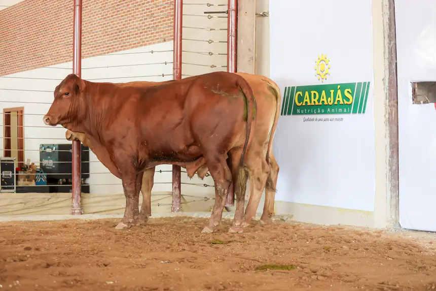 <div class='credito_fotos'>Foto: Bruno Cruz / Agência Pará | <a href='/midias/2025/originais/20250315130814-GF00023223-F00385210.webp' download><i class='fa-solid fa-download'></i> Download</a></div>