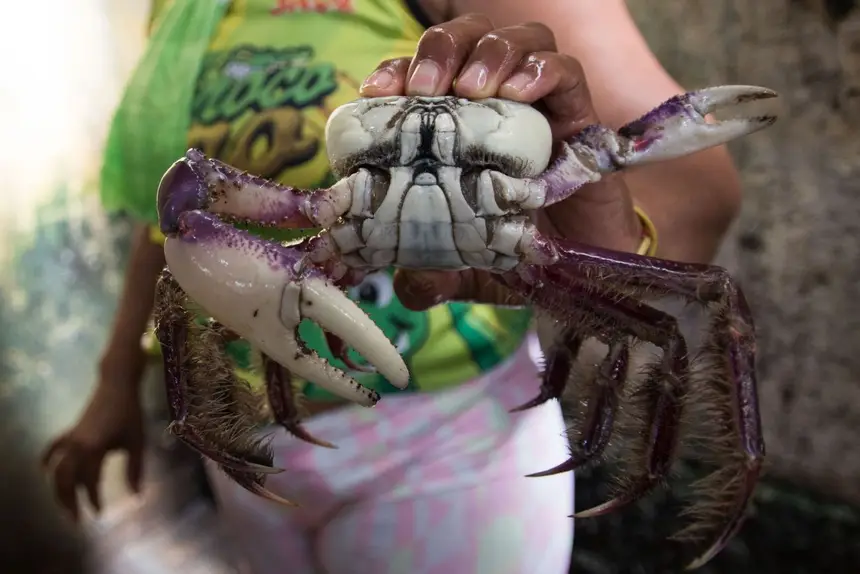 A Feira do Pescado ofertará no Centur e na Aldeia Amazônica  caranguejo oriundo das Resex
