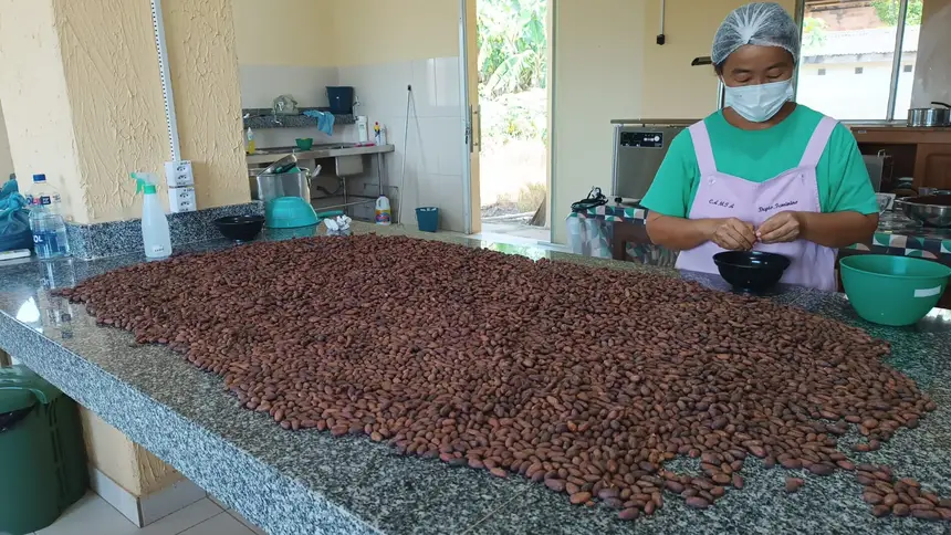 Amêndoas de cacau  Tomé-Açu foram o primeiro produto do Pará a receber a IG 