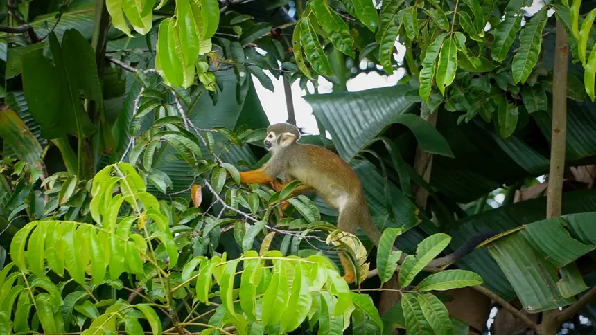 <div class='credito_fotos'>Foto: Vinicius Pinto / Ag. Pará | <a href='/midias/2025/originais/20250721121732-GF00024252-F00424412.webp' download><i class='fa-solid fa-download'></i> Download</a></div>