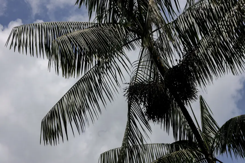  <div class='credito_fotos'>Foto: Pedro Guerreiro / Ag. Pará &nbsp;&nbsp;|&nbsp;&nbsp; <a href='/midias/2025/originais/20250808124314-GF00024419-F00428984.jpg' download><i class='fa-solid fa-download'></i> Download</a></div>