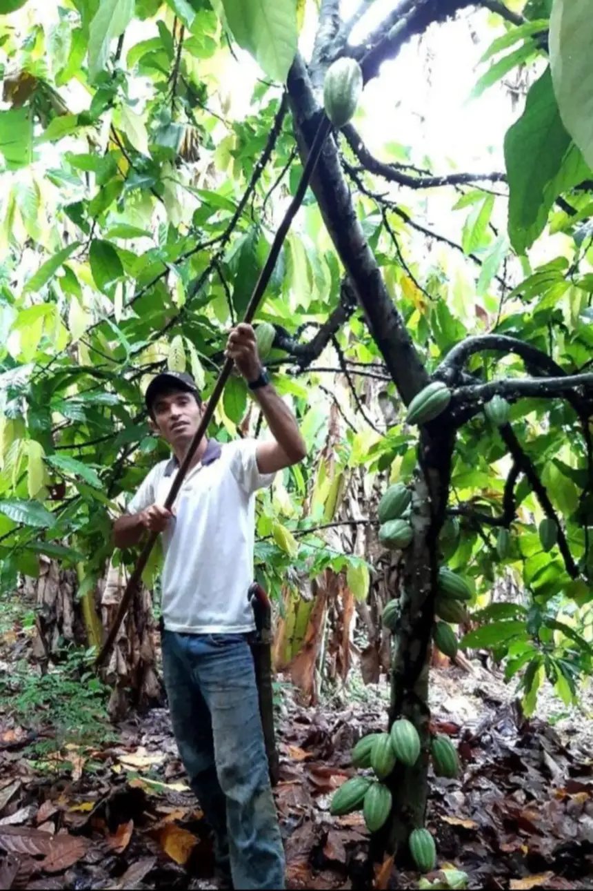 João Rios, do Tuerê, está entre os premiados e cultivou a amêndoa utilizada no chocolate que  o bronze