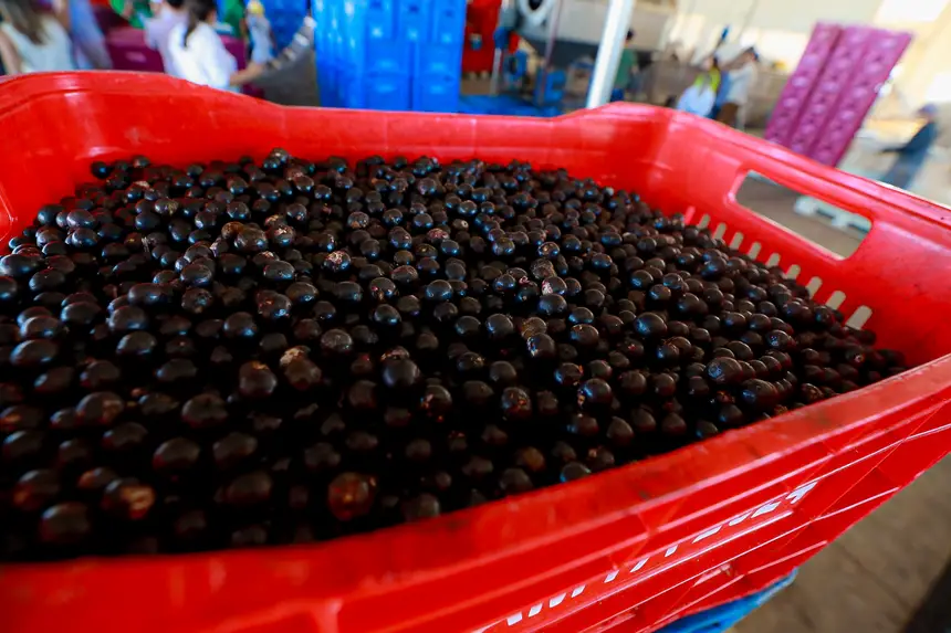  <div class='credito_fotos'>Foto: Alex Ribeiro / Ag. Pará &nbsp;&nbsp;|&nbsp;&nbsp; <a href='/midias/2025/originais/20250821205942-GF00024568-F00433565.jpg' download><i class='fa-solid fa-download'></i> Download</a></div>