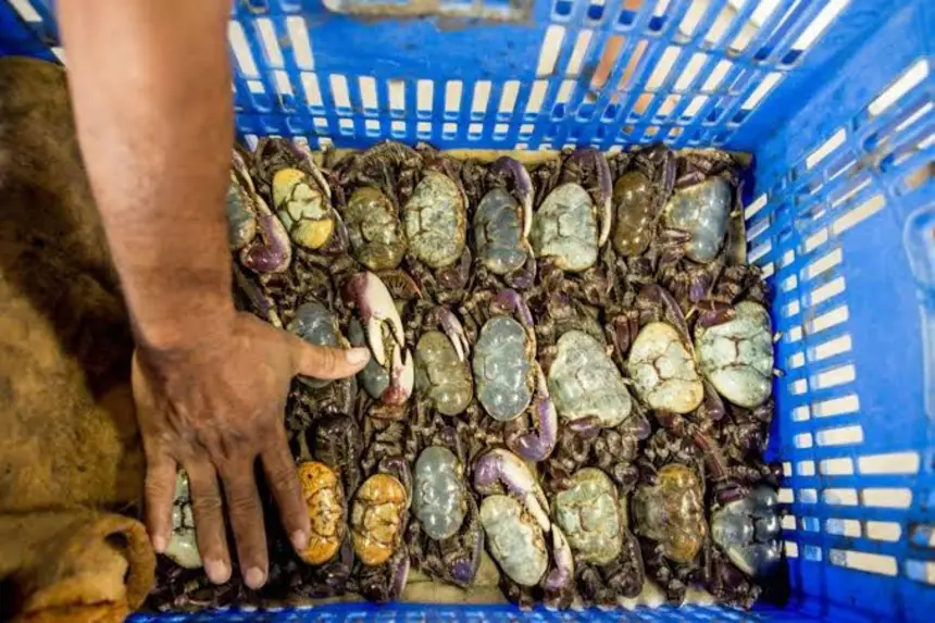 Serão distribuídas aos pescadores 50 basquetas sustentáveis durante a programação em Soure