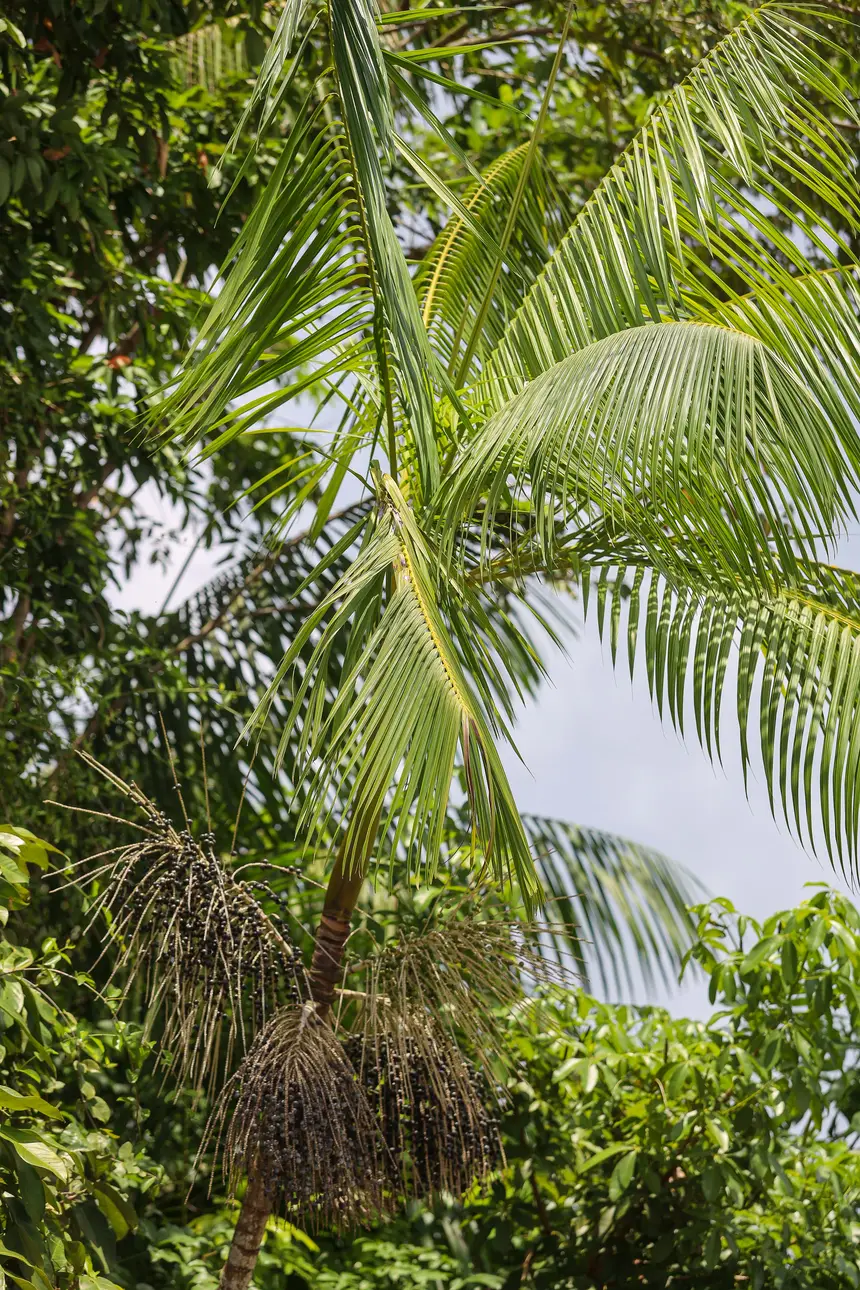  <div class='credito_fotos'>Foto: Bruno Cecim / Ag. Pará &nbsp;&nbsp;|&nbsp;&nbsp; <a href='/midias/2025/originais/20250829154929-GF00024679-F00437506.jpg' download><i class='fa-solid fa-download'></i> Download</a></div>