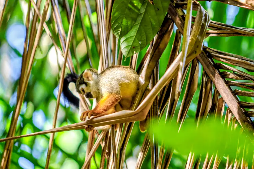  <div class='credito_fotos'>Foto: Bruno Cecim / Ag. Pará &nbsp;&nbsp;|&nbsp;&nbsp; <a href='/midias/2025/originais/20250829155410-GF00024679-F00437618.jpg' download><i class='fa-solid fa-download'></i> Download</a></div>