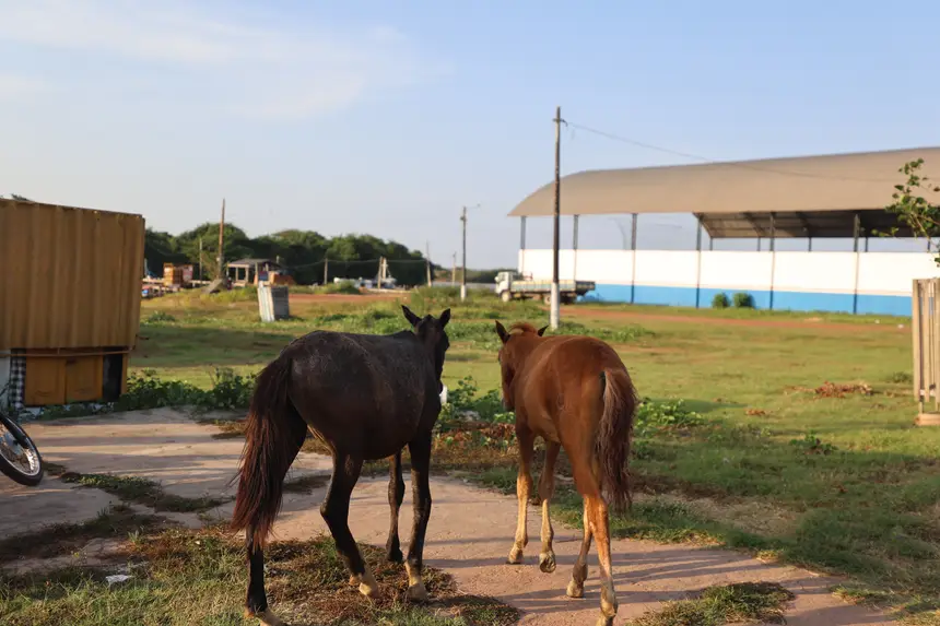  <div class='credito_fotos'>Foto: Bruno Cruz / Ag. Pará   |   <a href='/midias/2025/originais/20251015131548-GF00025175-F00455453.jpg' download><i class='fa-solid fa-download'></i> Download</a></div>
