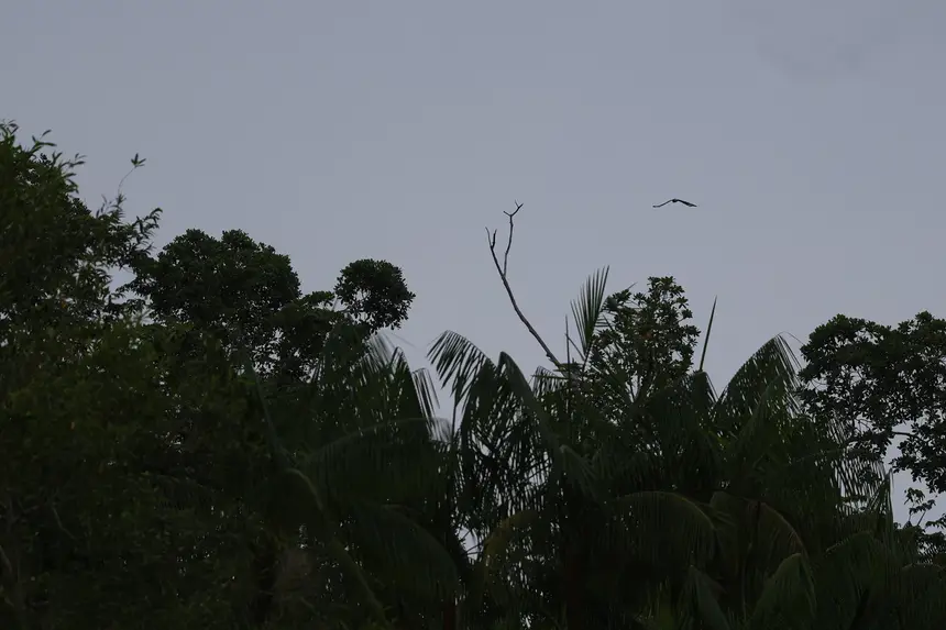  <div class='credito_fotos'>Foto: Pedro Guerreiro / Ag. Pará &nbsp;&nbsp;|&nbsp;&nbsp; <a href='/midias/2025/originais/20251022141529-GF00025261-F00458632.jpg' download><i class='fa-solid fa-download'></i> Download</a></div>