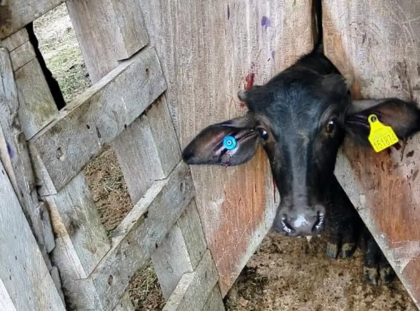 Crédito: Divulgação