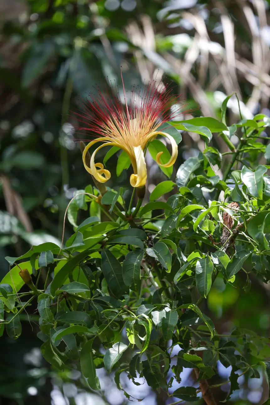  <div class='credito_fotos'>Foto: Pedro Guerreiro / Ag. Pará &nbsp;&nbsp;|&nbsp;&nbsp; <a href='/midias/2025/originais/20251108161334-GF00025418-F00464476.jpg' download><i class='fa-solid fa-download'></i> Download</a></div>