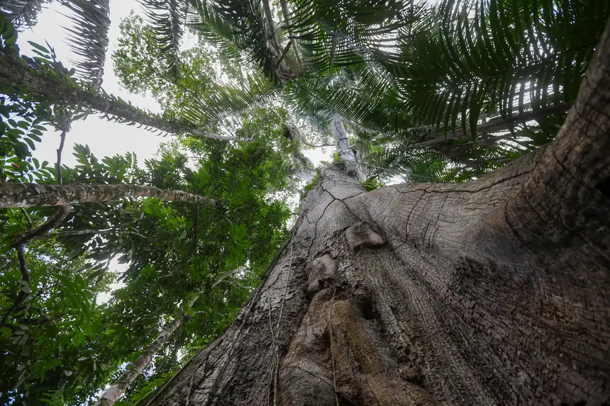  <div class='credito_fotos'>Foto: Pedro Guerreiro / Ag. Pará &nbsp;&nbsp;|&nbsp;&nbsp; <a href='/midias/2025/originais/20251108161340-GF00025418-F00464479.jpg' download><i class='fa-solid fa-download'></i> Download</a></div>