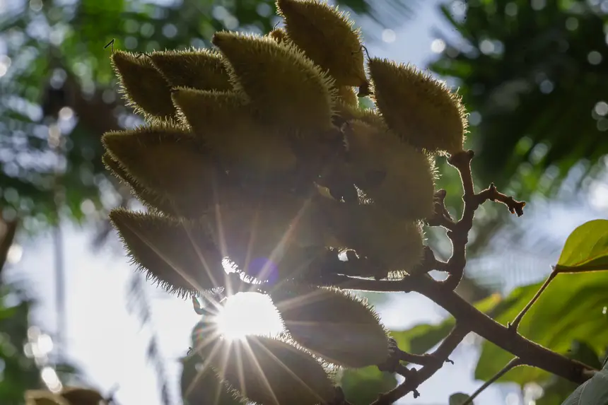  <div class='credito_fotos'>Foto: Pedro Guerreiro / Ag. Pará &nbsp;&nbsp;|&nbsp;&nbsp; <a href='/midias/2025/originais/20251108161351-GF00025418-F00464484.jpg' download><i class='fa-solid fa-download'></i> Download</a></div>