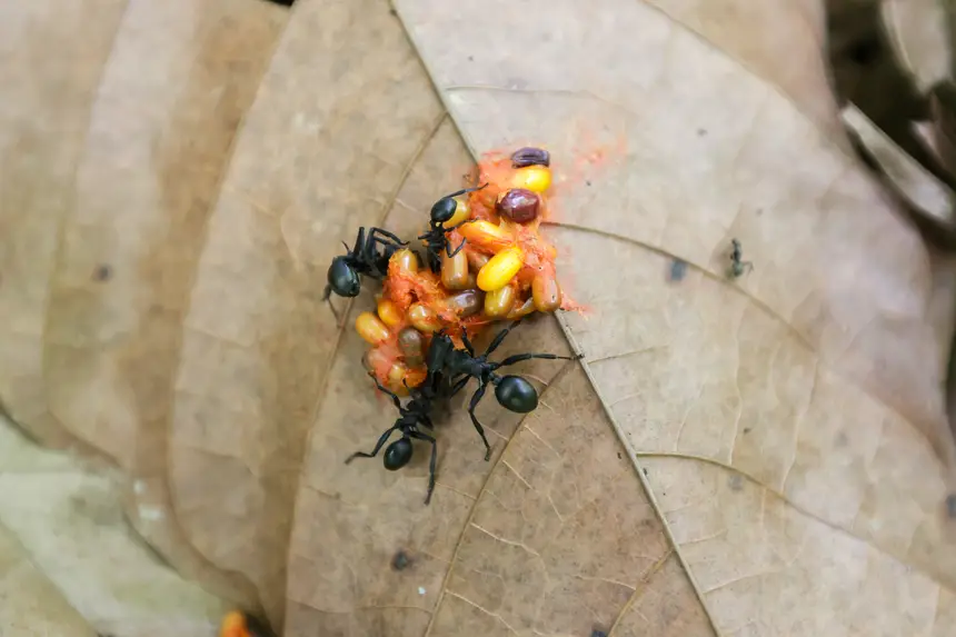  <div class='credito_fotos'>Foto: Pedro Guerreiro / Ag. Pará &nbsp;&nbsp;|&nbsp;&nbsp; <a href='/midias/2025/originais/20251108161352-GF00025418-F00464485.jpg' download><i class='fa-solid fa-download'></i> Download</a></div>