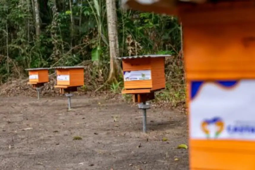 O apiário é um importante passo para fortalecer a cadeia produtiva do mel no município