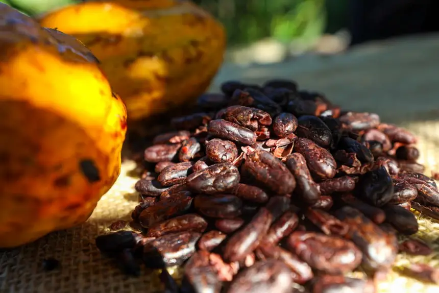 A amêndoa de cacau de Tomé-Açu está entre as IGs conquistadas pelo Estado