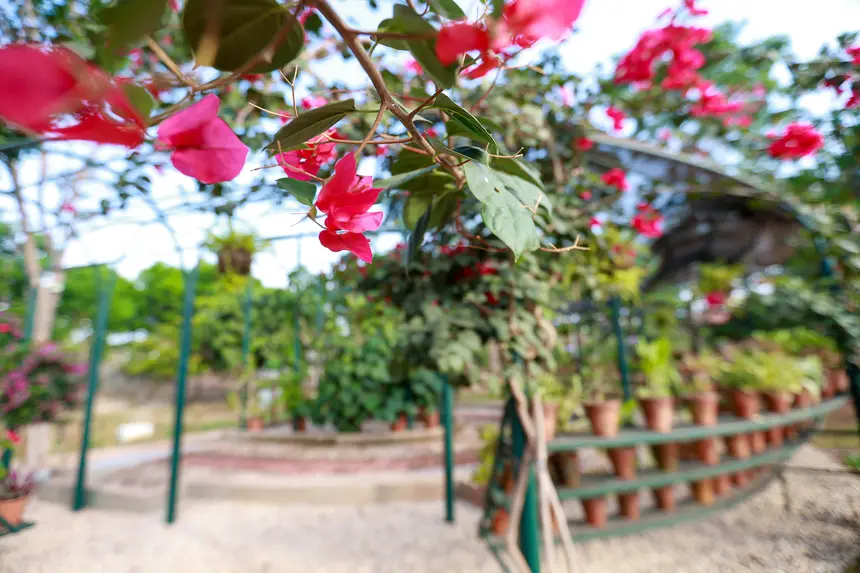  <div class='credito_fotos'>Foto: Marcelo Lelis / Ag. Pará &nbsp;&nbsp;|&nbsp;&nbsp; <a href='/midias/2025/originais/20251216092550-GF00025879-F00478526.jpg' download><i class='fa-solid fa-download'></i> Download</a></div>