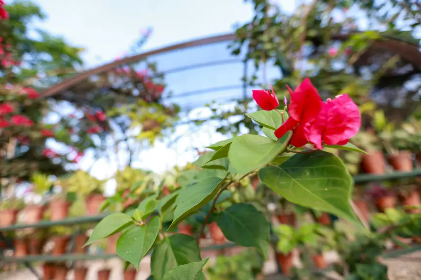  <div class='credito_fotos'>Foto: Marcelo Lelis / Ag. Pará &nbsp;&nbsp;|&nbsp;&nbsp; <a href='/midias/2025/originais/20251216092553-GF00025879-F00478528.jpg' download><i class='fa-solid fa-download'></i> Download</a></div>