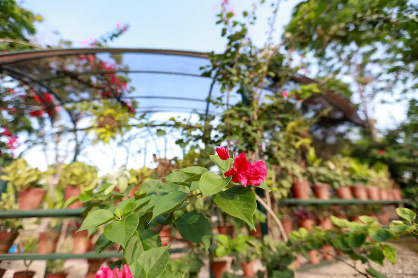  <div class='credito_fotos'>Foto: Marcelo Lelis / Ag. Pará &nbsp;&nbsp;|&nbsp;&nbsp; <a href='/midias/2025/originais/20251216092557-GF00025879-F00478530.jpg' download><i class='fa-solid fa-download'></i> Download</a></div>