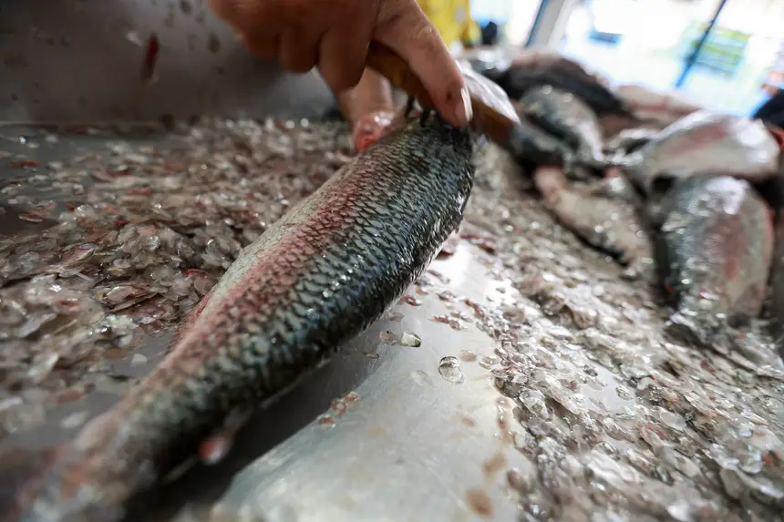  <div class='credito_fotos'>Foto: Marcelo Lelis / Ag. Pará &nbsp;&nbsp;|&nbsp;&nbsp; <a href='/midias/2025/originais/20251223111614-GF00025944-F00480386.jpg' download><i class='fa-solid fa-download'></i> Download</a></div>