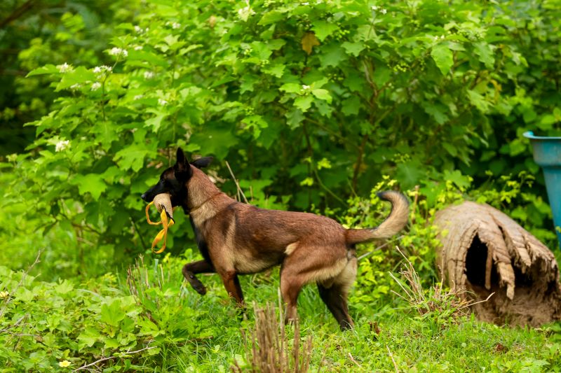 Cães em treinamento na mata
