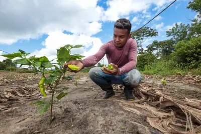 galeria: Agricultura familiar quilombo Cisade SãoMiguel do Guamá