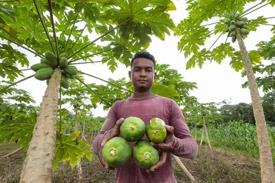 notícia: Emater e Banco da Amazônia apoiam acesso de produtores ao crédito rural no oeste do Pará