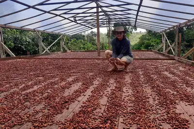 notícia: Adepará registra 1ª agroindústria artesanal de chocolate na região do Xingu